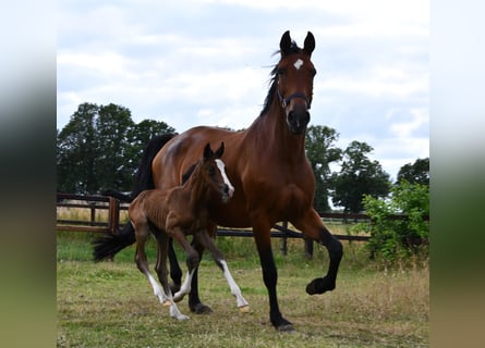 KWPN, Merrie, 12 Jaar