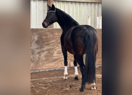 KWPN, Merrie, 13 Jaar, 163 cm, Donkerbruin