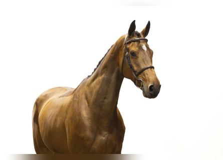 KWPN, Merrie, 13 Jaar, 174 cm, Donkerbruin