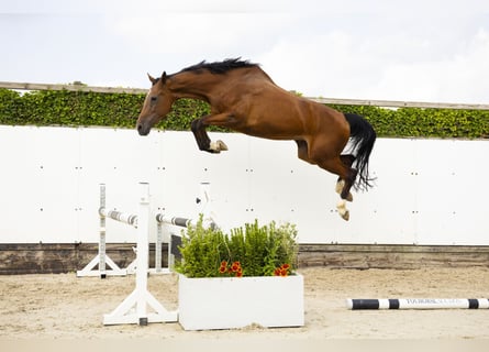 KWPN, Merrie, 13 Jaar, 177 cm, Bruin