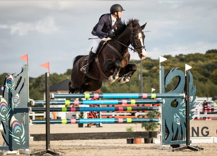 KWPN, Merrie, 14 Jaar, 169 cm, Donkerbruin