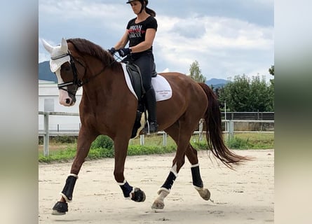 KWPN, Merrie, 14 Jaar, 175 cm, Roodvos