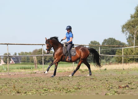 KWPN, Merrie, 15 Jaar, 162 cm, Donkerbruin