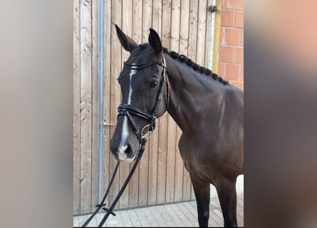 KWPN, Merrie, 15 Jaar, 166 cm, Bruin