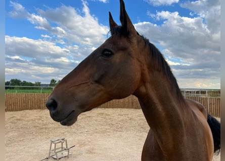 KWPN, Merrie, 15 Jaar, 170 cm, Bruin