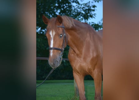 KWPN, Merrie, 16 Jaar, 164 cm, Vos