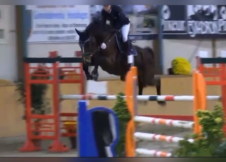 KWPN, Merrie, 16 Jaar, 165 cm, Bruin