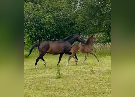 KWPN, Merrie, 16 Jaar, 166 cm, Donkerbruin