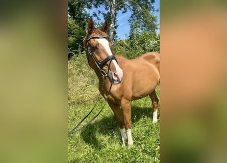 KWPN, Merrie, 16 Jaar, 167 cm, Vos