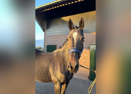 KWPN, Merrie, 16 Jaar, 168 cm, Donkerbruin