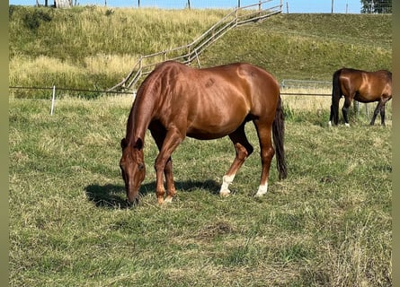 KWPN, Merrie, 16 Jaar, 168 cm, Vos