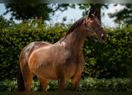 KWPN, Merrie, 17 Jaar, 165 cm, Bruin