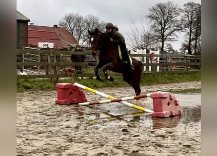 KWPN, Merrie, 17 Jaar, 168 cm, Bruin