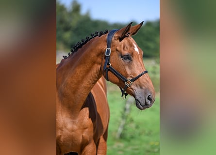 KWPN, Merrie, 18 Jaar, 167 cm, Bruin