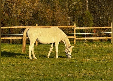 KWPN, Merrie, 18 Jaar, 167 cm, Schimmel