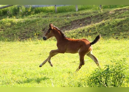 KWPN, Merrie, 1 Jaar, 165 cm, Bruin