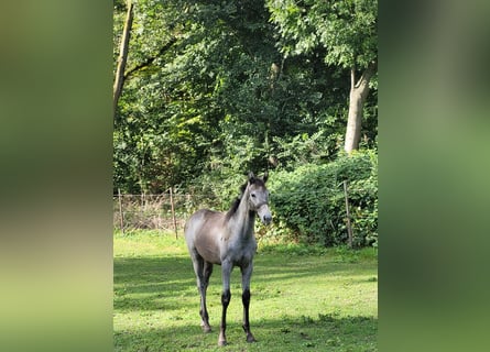 KWPN, Merrie, 1 Jaar, 170 cm, Schimmel