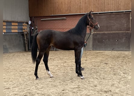 KWPN, Merrie, 1 Jaar, Donkerbruin