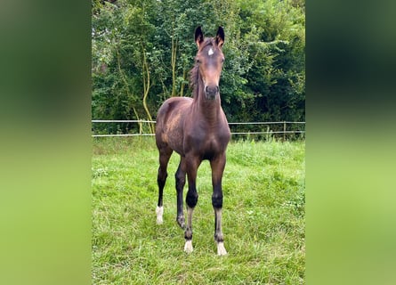 KWPN, Merrie, 1 Jaar