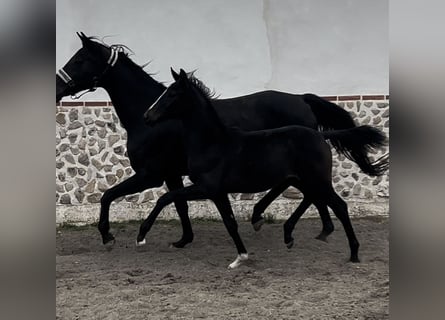 KWPN, Merrie, 1 Jaar