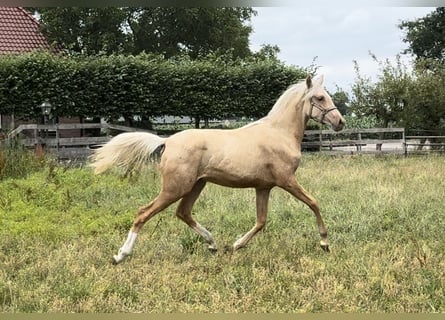 KWPN, Merrie, 1 Jaar, Palomino