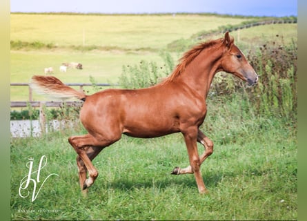 KWPN, Merrie, 1 Jaar, Roodvos