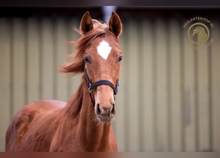 KWPN, Merrie, 1 Jaar, Vos