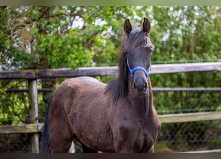 KWPN, Merrie, 1 Jaar, Zwartbruin