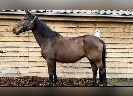 KWPN, Merrie, 20 Jaar, 175 cm, Bruin