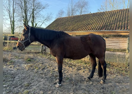 KWPN, Merrie, 21 Jaar, 175 cm, Bruin