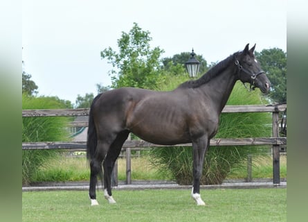 KWPN, Merrie, 23 Jaar, 165 cm, Zwart