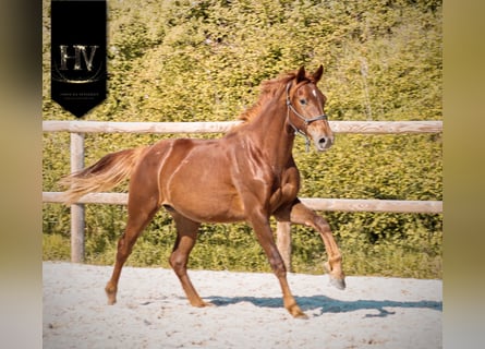 KWPN, Merrie, 2 Jaar, 160 cm, Donkere-vos