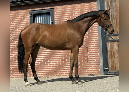 KWPN, Merrie, 2 Jaar, 165 cm, Bruin