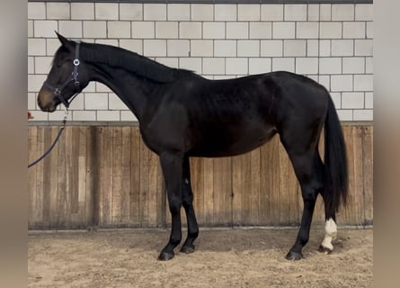 KWPN, Merrie, 2 Jaar, 165 cm, Zwartbruin