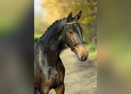 KWPN, Merrie, 2 Jaar, 167 cm, Bruin