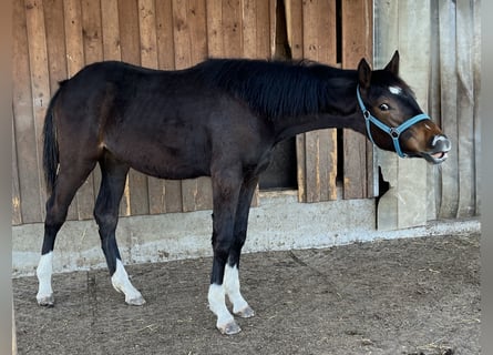KWPN, Merrie, 2 Jaar, 170 cm, Bruin
