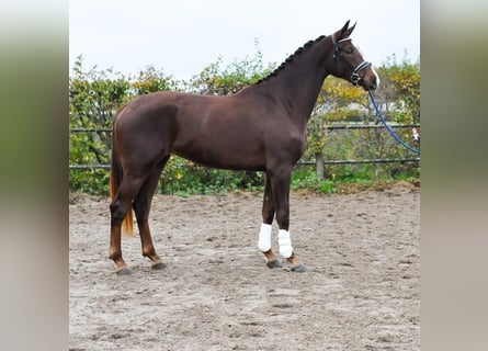 KWPN, Merrie, 2 Jaar, 171 cm, Donkere-vos