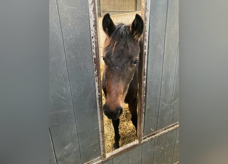 KWPN, Merrie, 2 Jaar, Donkerbruin