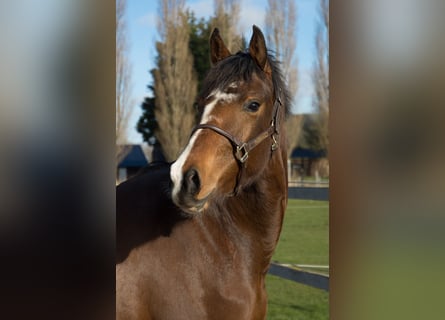 KWPN, Merrie, 3 Jaar, 160 cm, Bruin