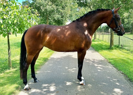 KWPN, Merrie, 3 Jaar, 160 cm, Donkerbruin