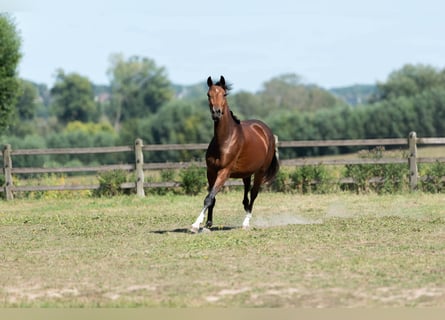 KWPN, Merrie, 3 Jaar, 161 cm, Donkerbruin