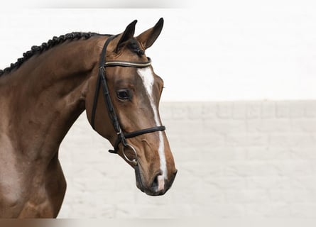 KWPN, Merrie, 3 Jaar, 161 cm