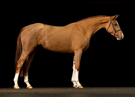 KWPN, Merrie, 3 Jaar, 162 cm, Donkere-vos