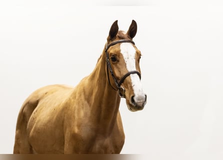 KWPN, Merrie, 3 Jaar, 162 cm