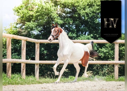 KWPN, Merrie, 3 Jaar, 162 cm, Tobiano-alle-kleuren