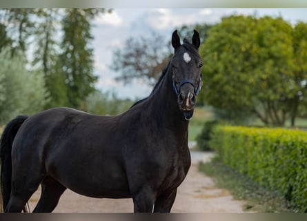 KWPN, Merrie, 3 Jaar, 162 cm, Zwart