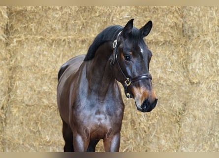 KWPN, Merrie, 3 Jaar, 162 cm, Zwartbruin