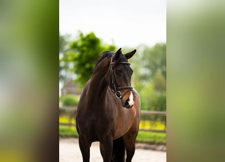 KWPN, Merrie, 3 Jaar, 163 cm, Donkerbruin