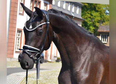 KWPN, Merrie, 3 Jaar, 163 cm, Zwart