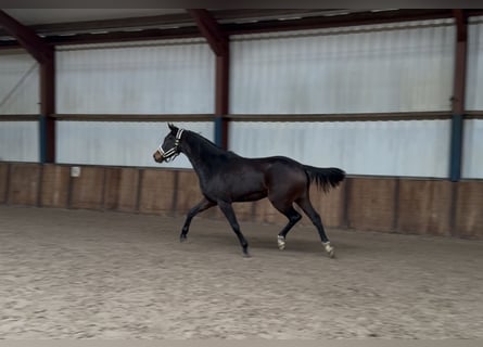 KWPN, Merrie, 3 Jaar, 164 cm, Donkerbruin